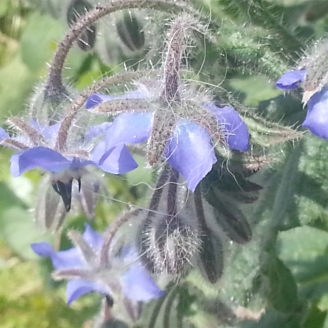 Fiori eduli in vaso Vipot 12  Produzione piante aromatiche biologiche -  Azienda agricola biologica Ravera Bio - Albenga