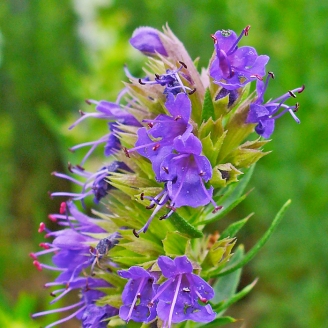 Fiori eduli in vaso Vipot 12  Produzione piante aromatiche biologiche -  Azienda agricola biologica Ravera Bio - Albenga